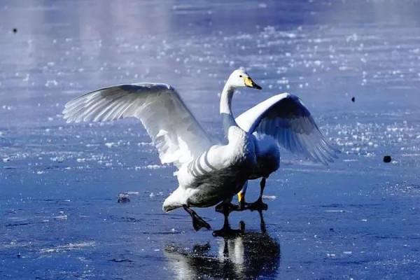 體育界藝術 I - 花滑裡的冰天鵝