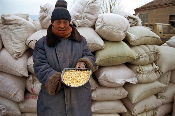 東北玉米陷入“怪圈”,告訴你真相,漲價“勾人”,落價“丟魂” 東北玉米陷入“怪圈”,告訴你真相,漲價“勾人”,落價“丟魂”