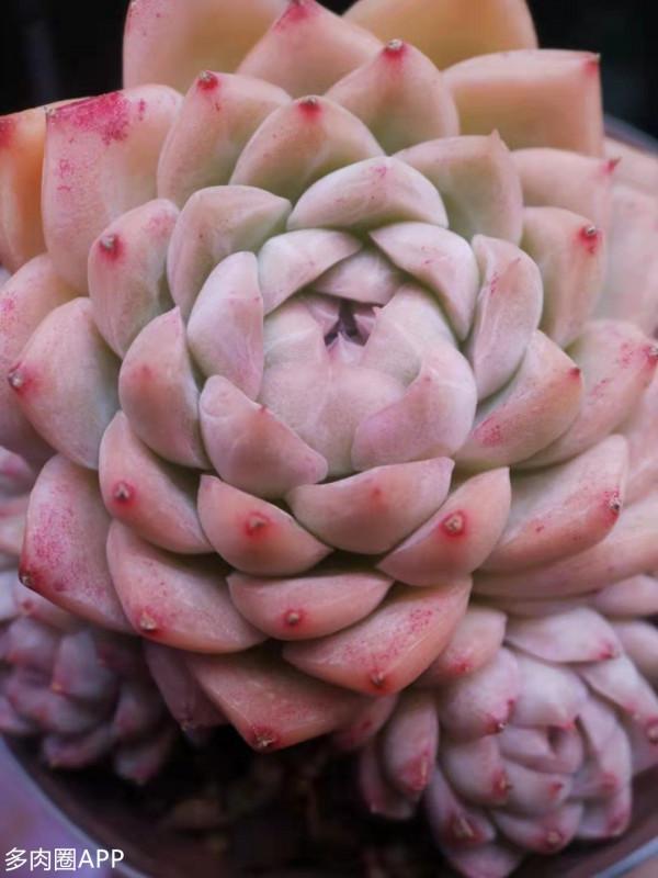 暗紋系的肉肉你知道是怎麼來的嗎？