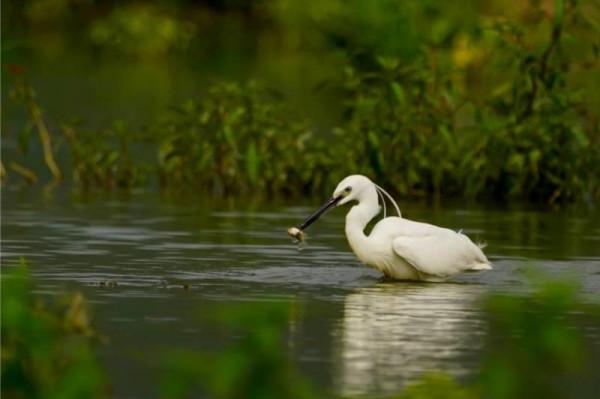 廣西玉林：白鷺成群生態佳