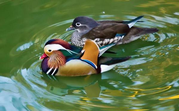 鴛鴦鳥精美圖片