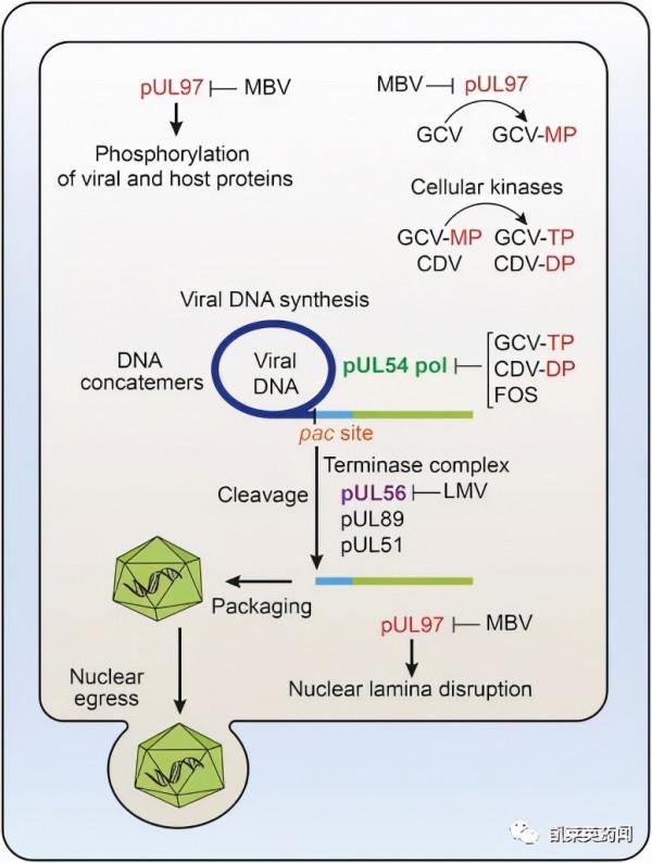 武田:開發近30載,maribavir即將在美上市 武田:開發近30載,maribavir即將在美上市