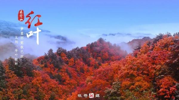 四川第三期紅葉觀賞指數釋出!不出家門,帶你雲遊這些動人風景 四川第三期紅葉觀賞指數釋出!不出家門,帶你雲遊這些動人風景