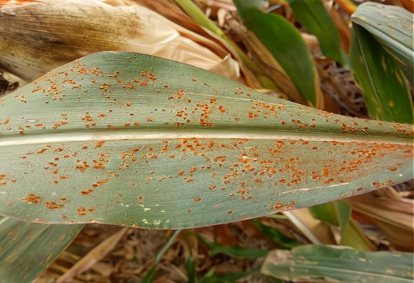 玉米後期常見的一種病害，今年比往年發生面積廣，學會防治很關鍵