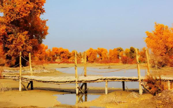 秋天的新疆，美成了桌布