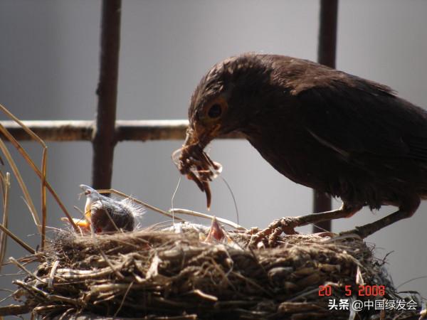 陽臺上的“鳥類鄰居”：烏鶇相中了花盆來築巢｜鄰里生物多樣性