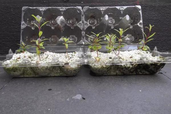 美爆了，還用買花嗎，吃剩的水果可以種出盆栽（四）