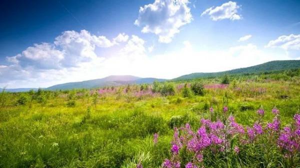 翠鳥醉春風（原創）