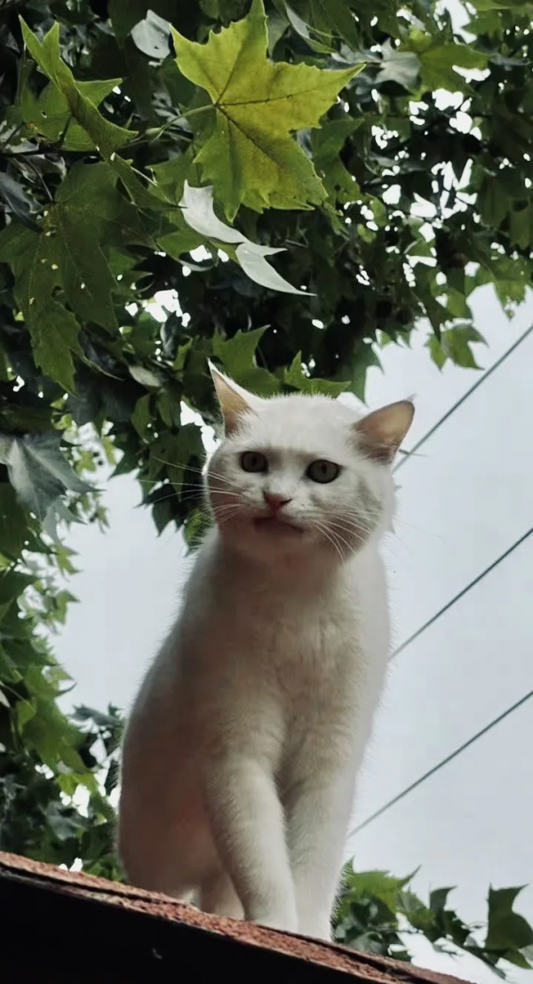 岳家槍和楊家槍能區分了嗎？