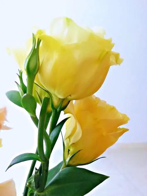 五彩斑斕洋桔梗花 五彩斑斕洋桔梗花