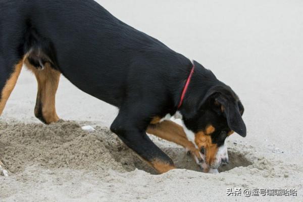 狗狗的這些行為是在告訴你一些資訊 你注意到了嗎？