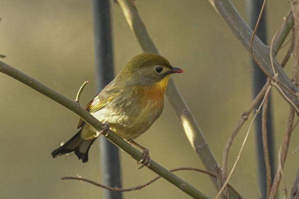 紅嘴相思鳥高畫質大圖 紅嘴相思鳥高畫質大圖