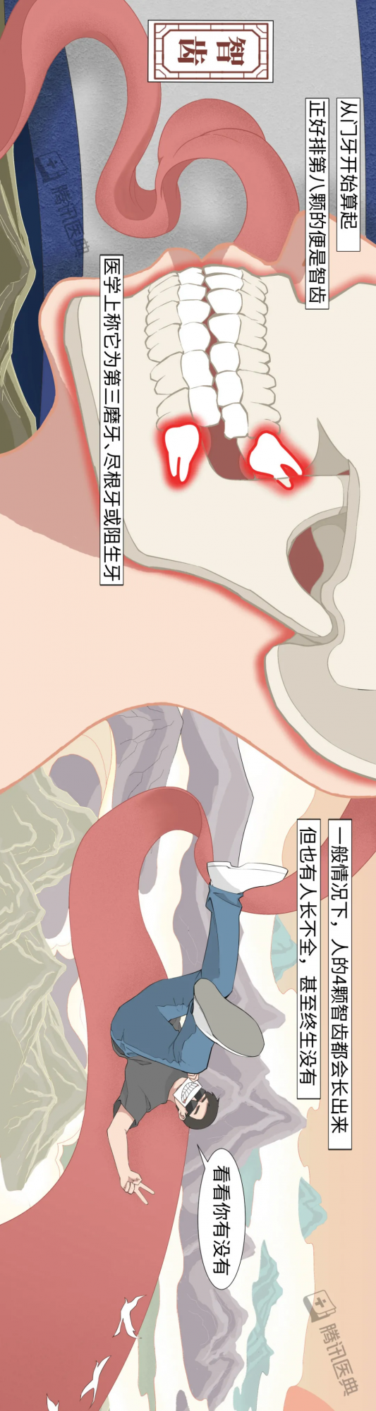 被你嫌棄的智齒、闌尾，其實在默默保護你......