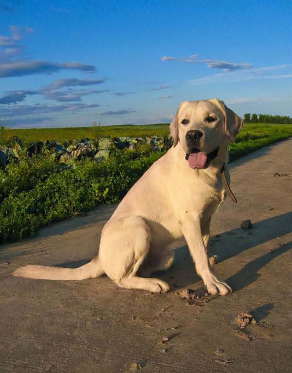 狗狗最新智商排名公佈