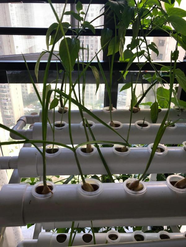 歷時三月,水培辣椒,敗給了亂入的大蒜 歷時三月,水培辣椒,敗給了亂入的大蒜
