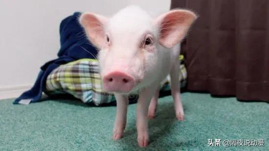 為了流量，日本網紅把養了100天的豬吃掉，隨後在罵聲中讓它復活