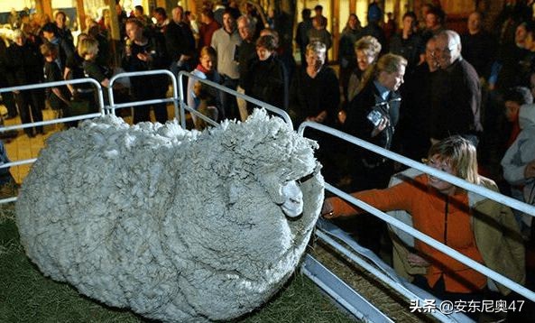 綿羊拒絕剪毛失蹤六年，找到後主人現場直播剪毛