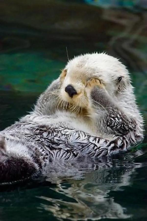 水獺，很可愛