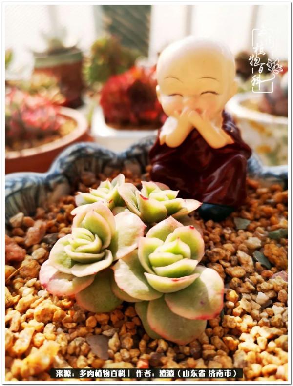 一個不稱職90後的闡述：何以解憂？唯有多肉