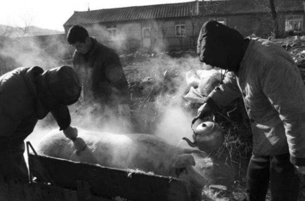 為什麼美國豬肉賣得如此便宜？看看美國人的殺豬流程就明白了