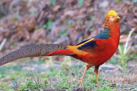 分享圖片：比鳳凰還美麗的鳥三十多款