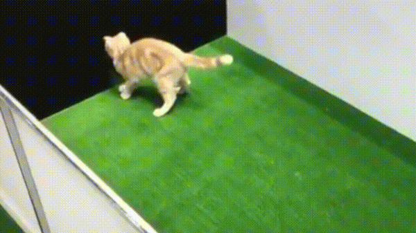 液體貓咪之謎：為什麼說貓都是液體？這竟然是被證明過的科學結論