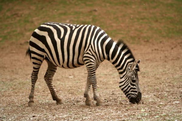 北京野生動物園,感受與動物零距離接觸 北京野生動物園,感受與動物零距離接觸