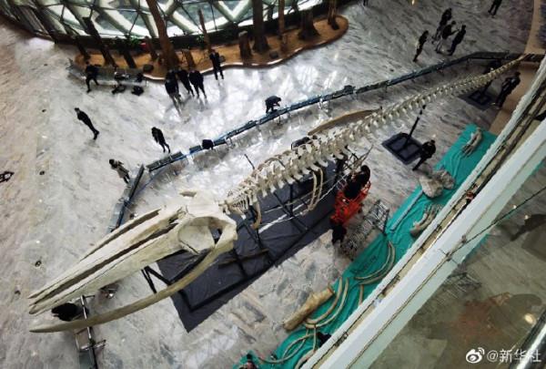 擱淺死亡的長鬚鯨標本在上海自然博物館亮相 擱淺死亡的長鬚鯨標本在上海自然博物館亮相