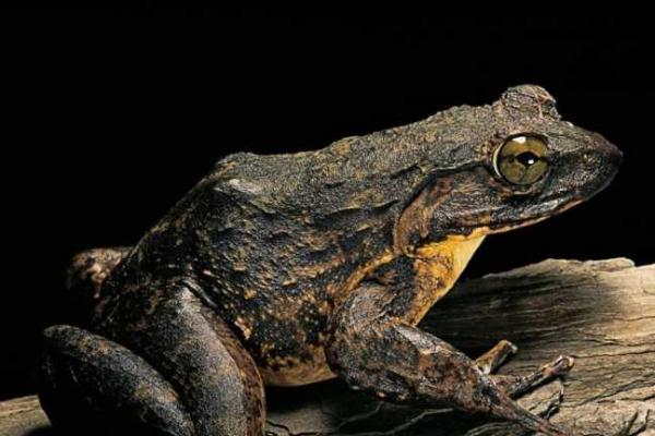 世界上最大的青蛙，體長竟然可達1米，如今卻被非洲人吃到快滅絕