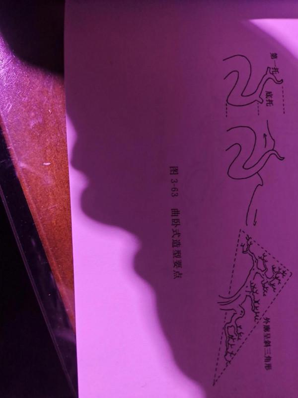 臥幹型盆景樁材如何造型?跟三水哥一起學盆景知識第十一期 臥幹型盆景樁材如何造型?跟三水哥一起學盆景知識第十一期