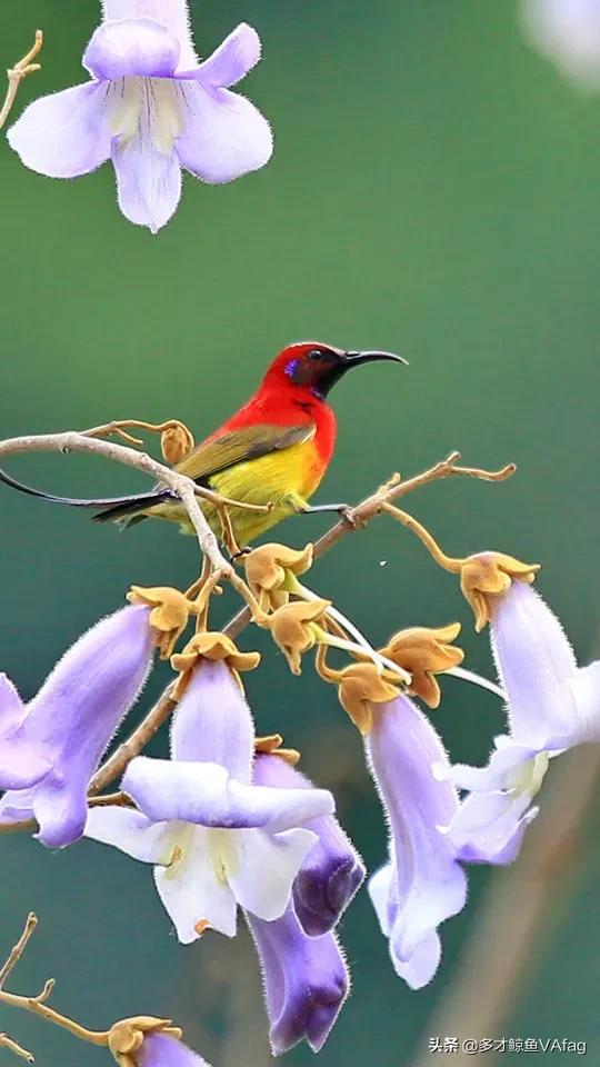 還有這麼美麗的太陽鳥