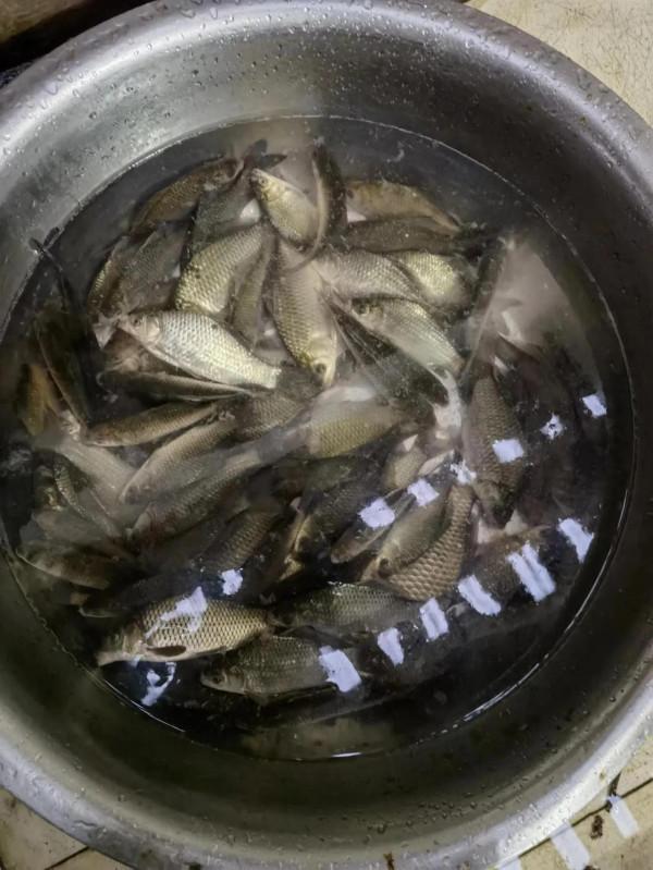 冬釣鯽魚經驗