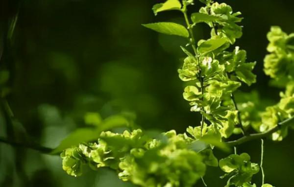 你過來，我告訴你秋冬季植物怎樣養護？