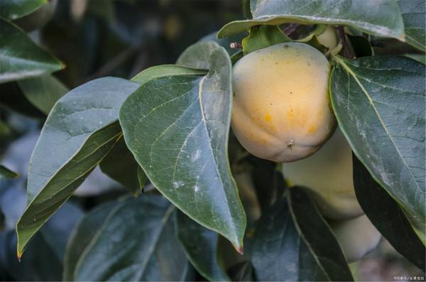 保護胃部,少碰三種“水果”,多吃四種“蔬菜”,你愛吃嗎? 保護胃部,少碰三種“水果”,多吃四種“蔬菜”,你愛吃嗎?