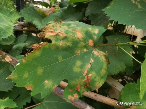 小蘇打加上這種肥料，專治白粉和霜黴病，幾塊錢就能解決治病難題