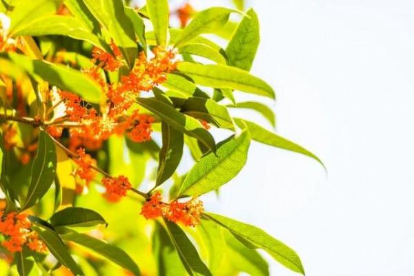 花有靈性“人養花一年,花養人一世”為自己為家人養棵健康美麗花 花有靈性“人養花一年,花養人一世”為自己為家人養棵健康美麗花