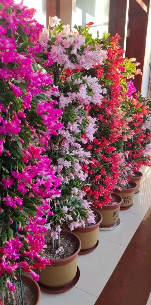 9種富貴花,長成老樁也要用“小盆”養,不然爛根又黃葉,難養好 9種富貴花,長成老樁也要用“小盆”養,不然爛根又黃葉,難養好