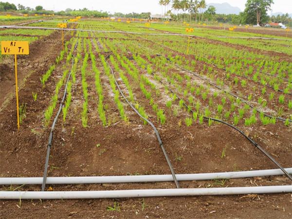 以色列的水稻非淹水滴灌栽培技術，產量提高1.5倍