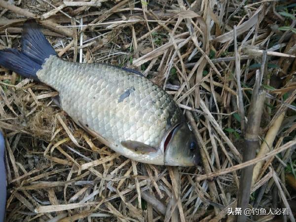 冬季出釣時，什麼天氣和什麼風向最容易出魚？淺談個人觀點