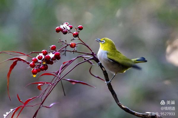 萌萌可愛小精靈——繡眼鳥