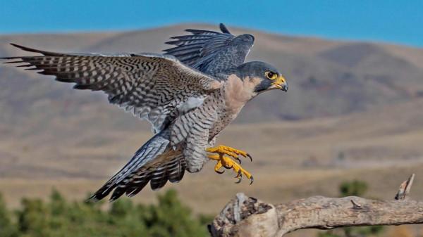 世界上速度最快的動物，你們還知道有哪些？