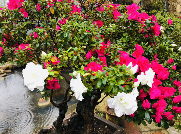 一篇文章，帶您領略四時美景 | 龜峰山最詳細旅遊景點，不容錯過