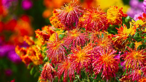 懷此貞秀姿,卓為霜下傑。三首盛讚寒菊的古詩,讀來讓人振奮 懷此貞秀姿,卓為霜下傑。三首盛讚寒菊的古詩,讀來讓人振奮