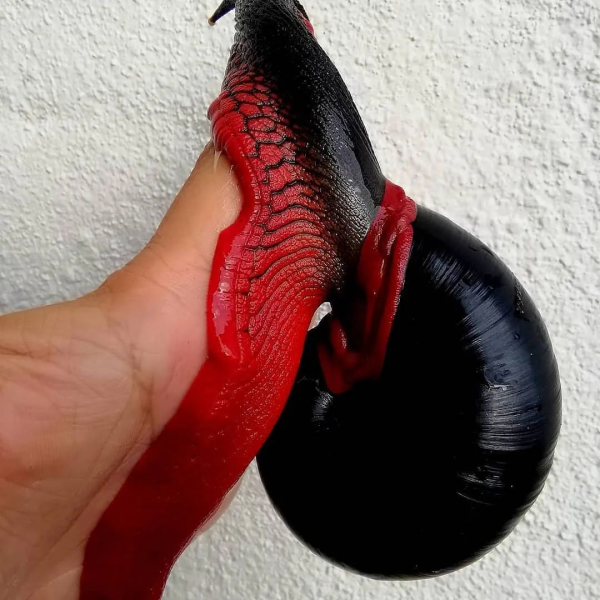 動物奇葩瞬間抓拍，真是無與倫比的美麗和奇異，讓人驚豔