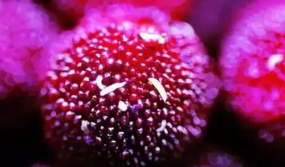 不乾不淨吃了沒病?這幾種常吃的水果中,就可能有寄生蟲存在 不乾不淨吃了沒病?這幾種常吃的水果中,就可能有寄生蟲存在