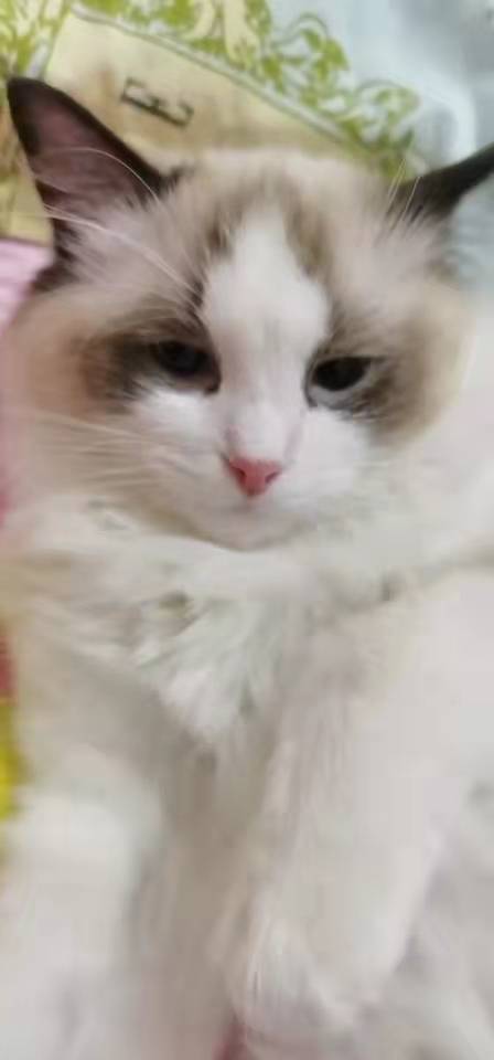 只養了一隻貓，是怎麼魔幻地變成了六隻貓？