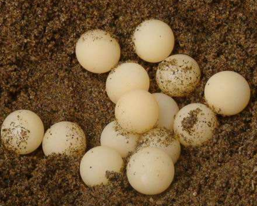 姚志剛:不到兩萬元入行,養龜鱉絕地翻身,年賣甲魚達千萬元 姚志剛:不到兩萬元入行,養龜鱉絕地翻身,年賣甲魚達千萬元