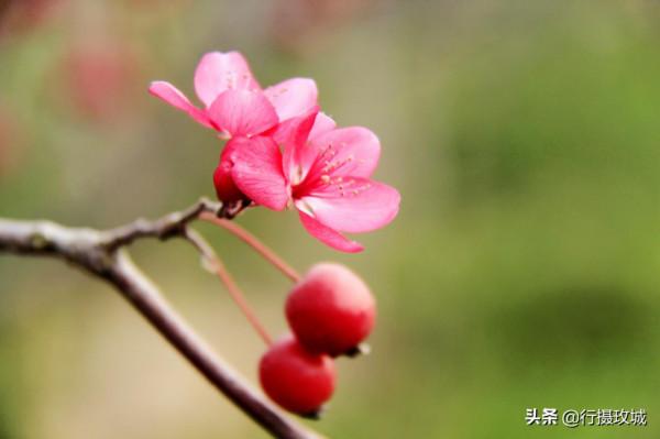 花果相擁迎冬雪,山東黃河玫瑰湖國家溼地公園現奇觀 花果相擁迎冬雪,山東黃河玫瑰湖國家溼地公園現奇觀