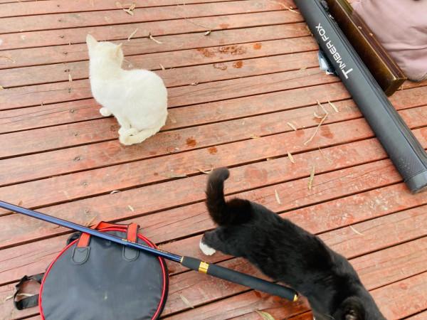 與貓結緣了 與貓結緣了