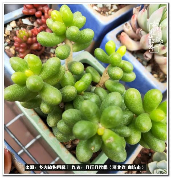 多肉的前世今生——論那些多肉的變化